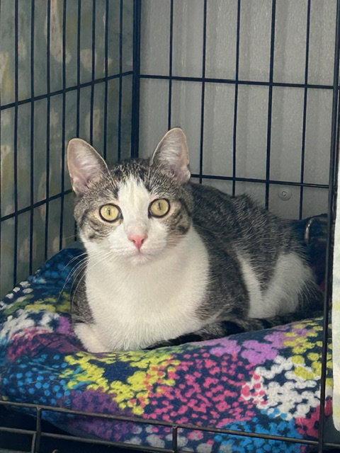 Enlarge Sally (Bonded with Simon), a Adoptable mixed breed in Williamsburg, IA image 2/3