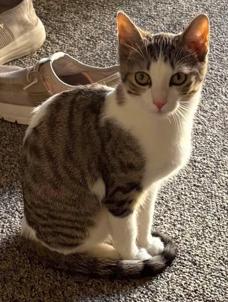 Enlarge Sally (Bonded with Simon), a Adoptable mixed breed in Williamsburg, IA image 3/3