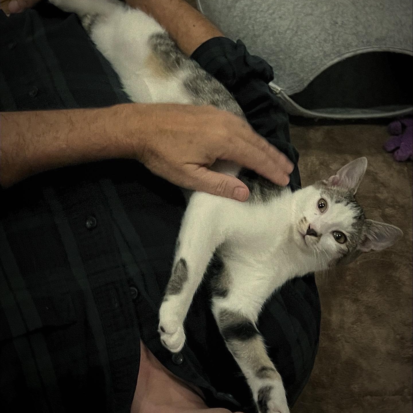 Fiddle, Adoptable, Kitten Male Domestic Medium Hair.