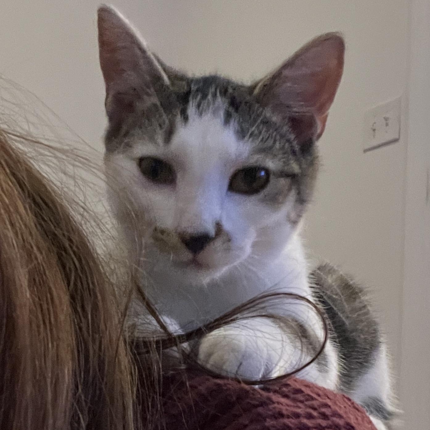 Fiddle, a Adoptable Domestic Medium Hair in New Bern, NC image 4/6