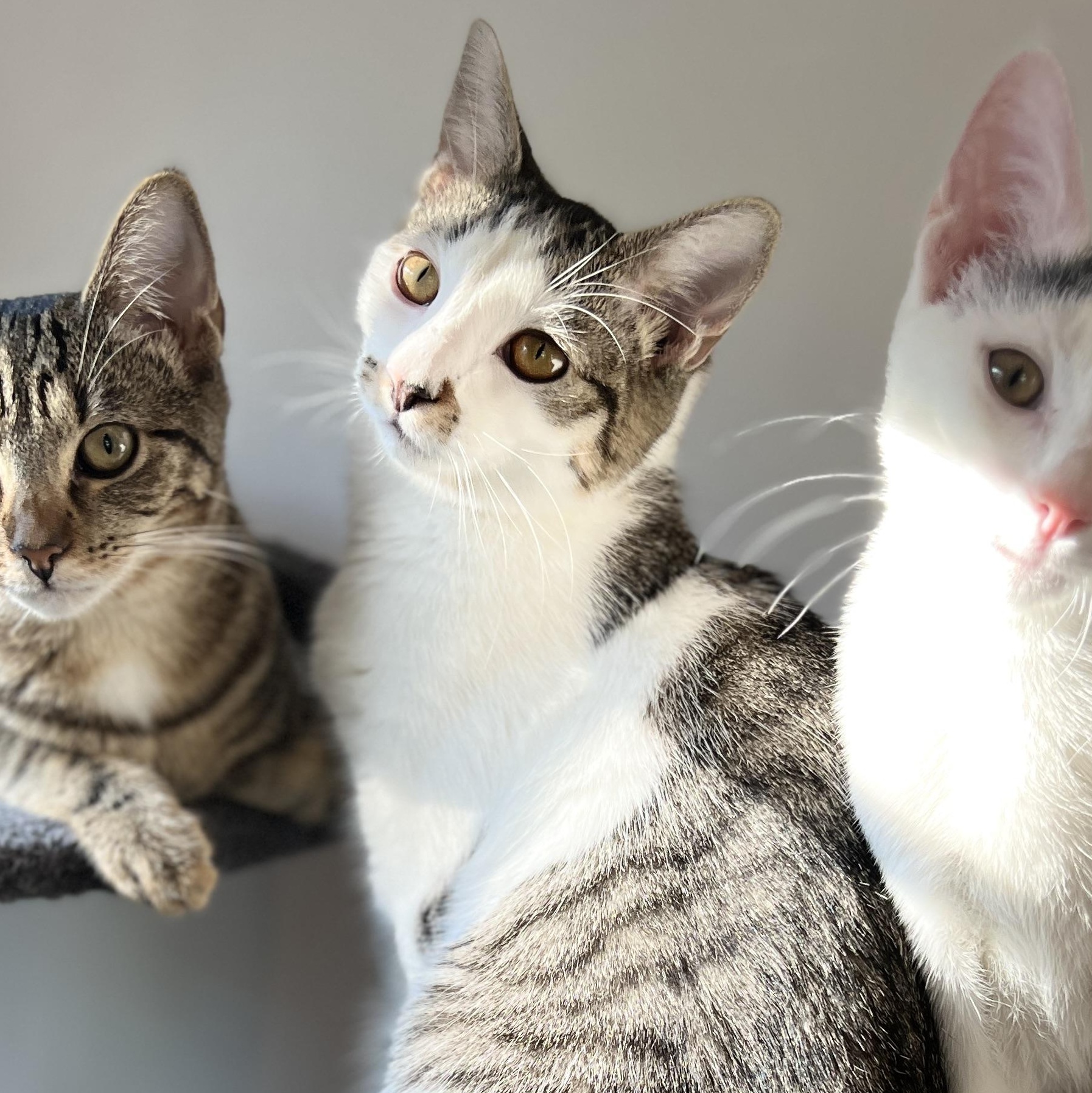 Fiddle, a Adoptable Domestic Medium Hair in New Bern, NC image 6/6