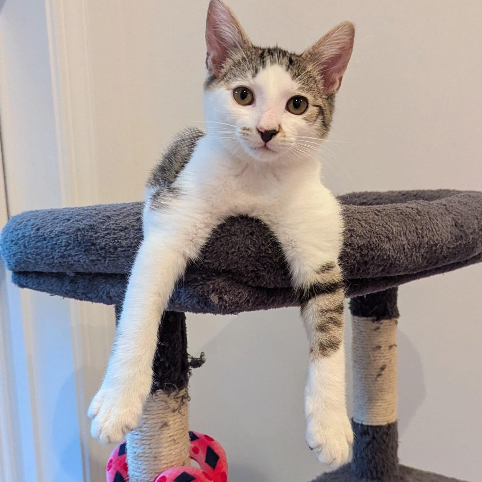 Fiddle, a Adoptable Domestic Medium Hair in New Bern, NC image 3/6