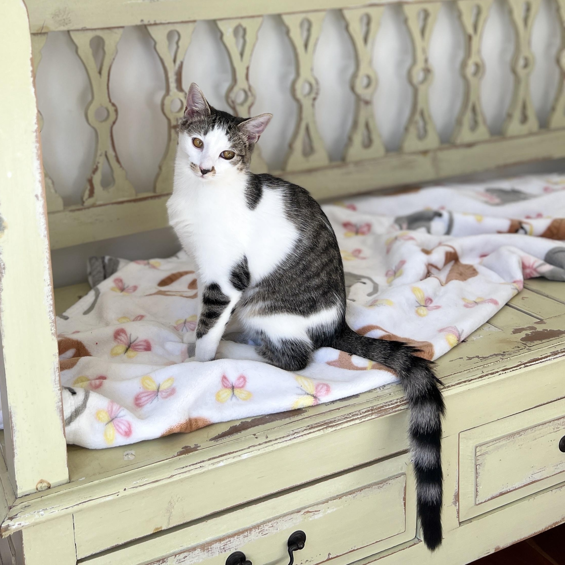 Fiddle, a Adoptable Domestic Medium Hair in New Bern, NC image 5/6