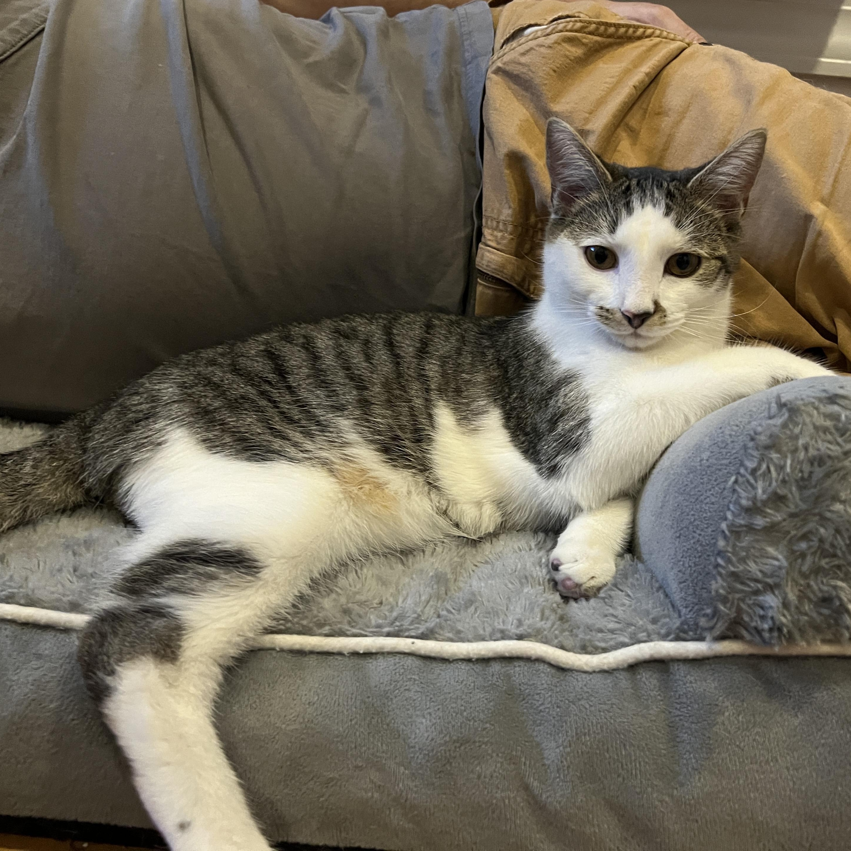 Fiddle, a Adoptable Domestic Medium Hair in New Bern, NC image 1/6