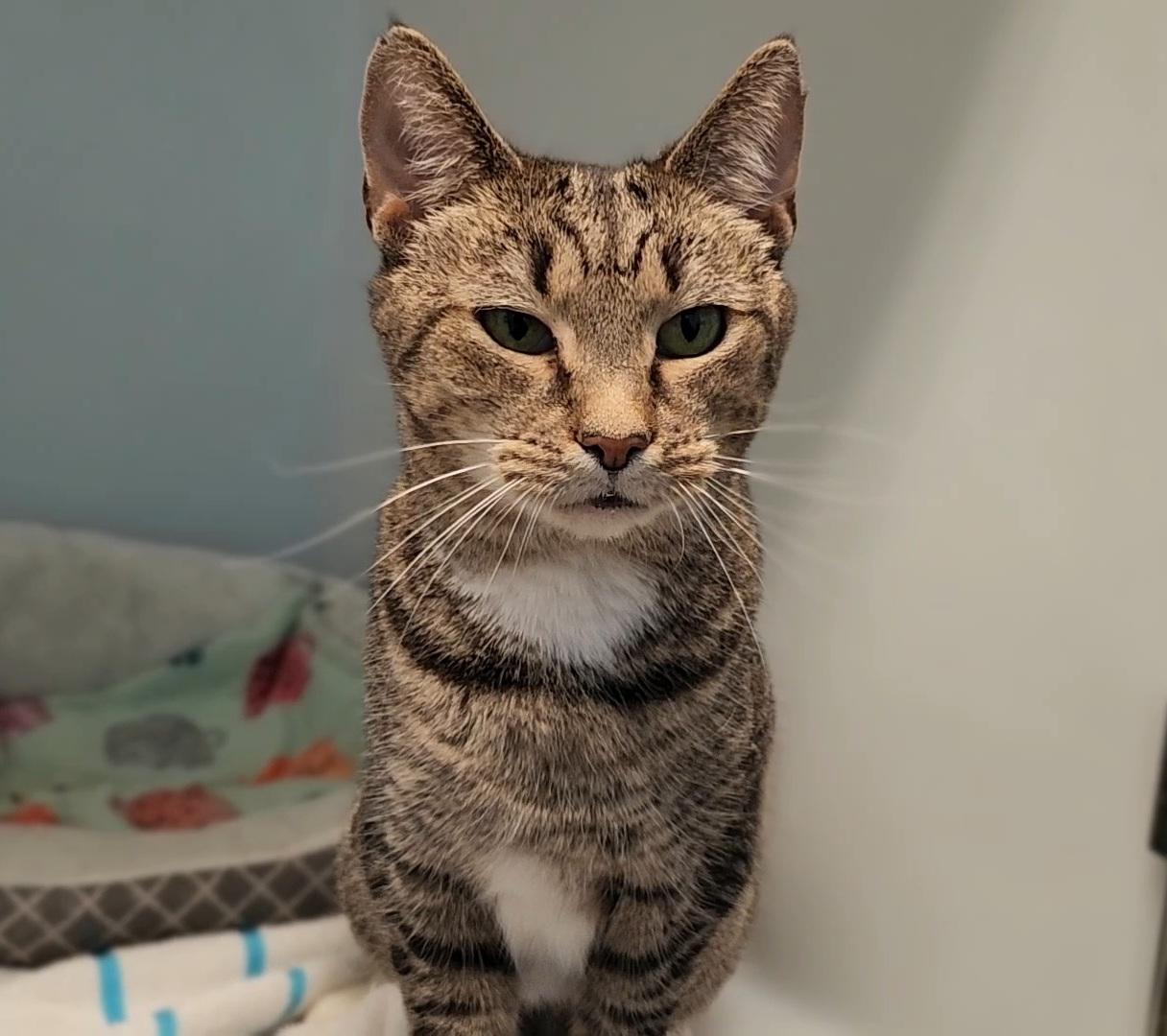 Scarlet, Adoptable, Adult Female Domestic Short Hair.