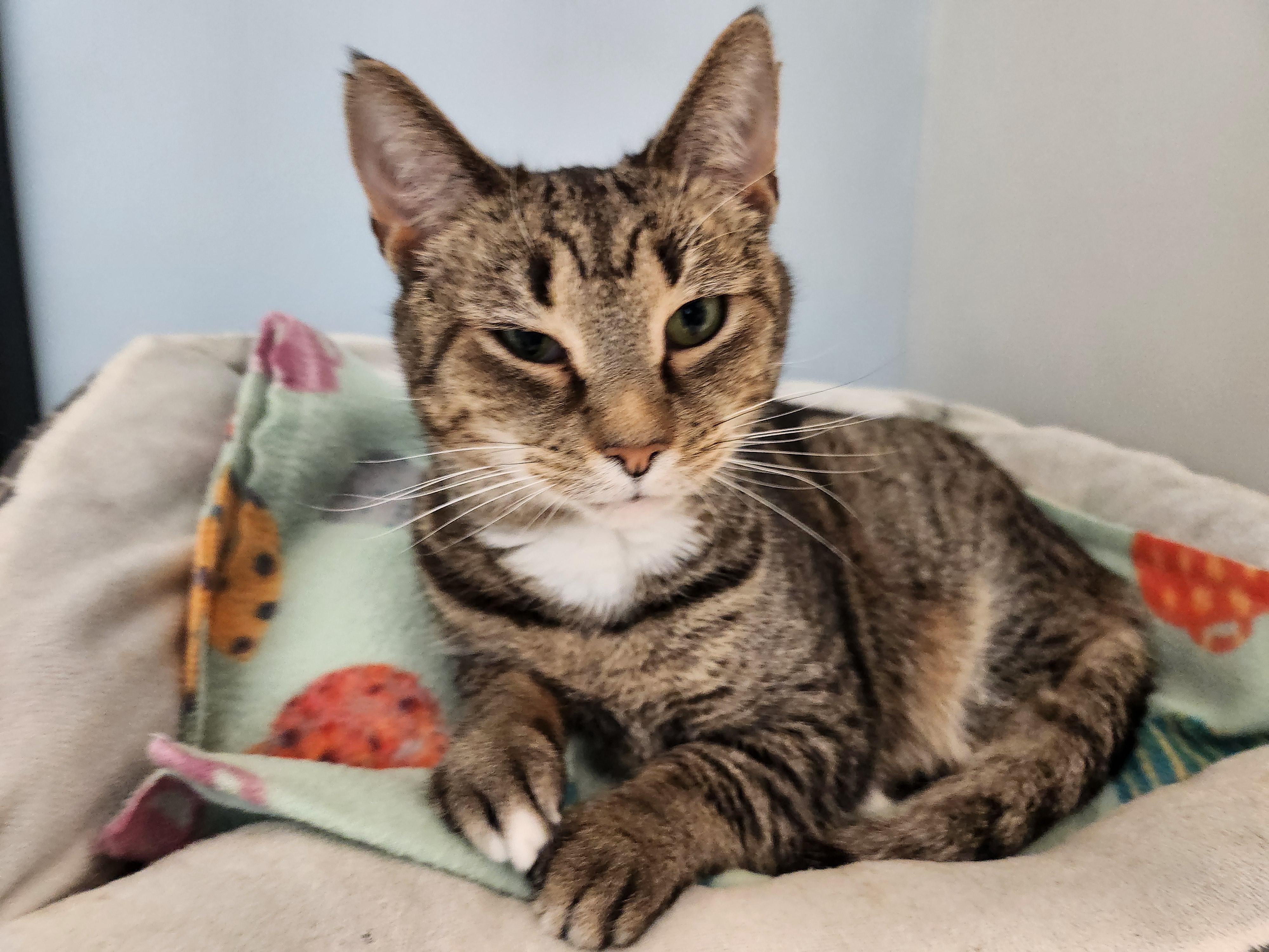 Enlarge Scarlet, a Adoptable Domestic Short Hair in Stanley, VA image 3/6