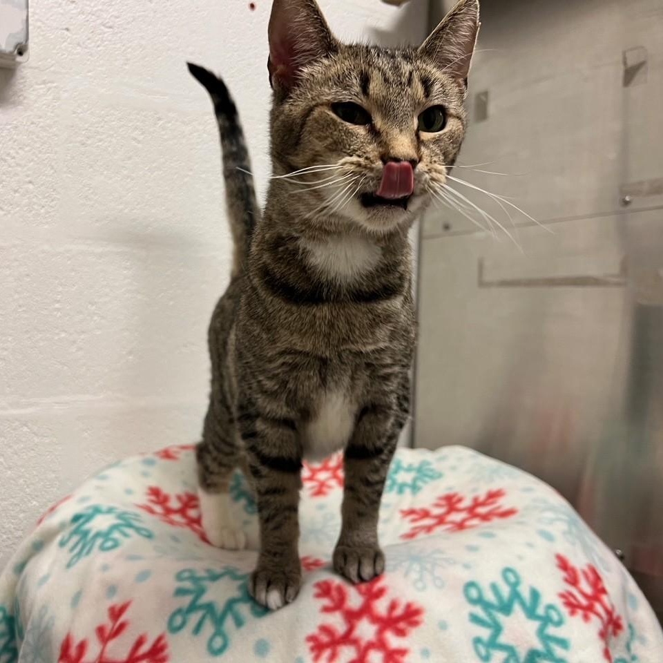 Scarlet, ADOPTABLE, Adult Female Domestic Short Hair.