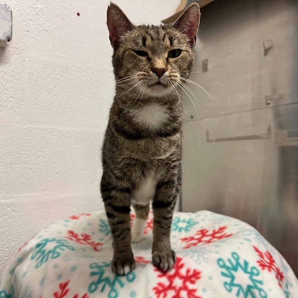 Enlarge Scarlet, a ADOPTABLE Domestic Short Hair in Stanley, VA image 2/5