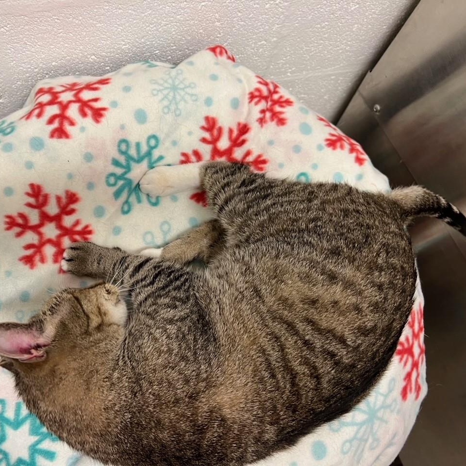 Enlarge Scarlet, a ADOPTABLE Domestic Short Hair in Stanley, VA image 3/5