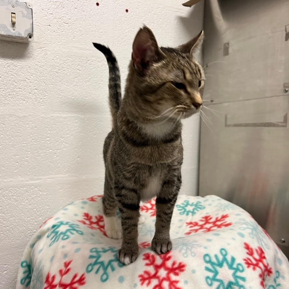 Enlarge Scarlet, a ADOPTABLE Domestic Short Hair in Stanley, VA image 4/5