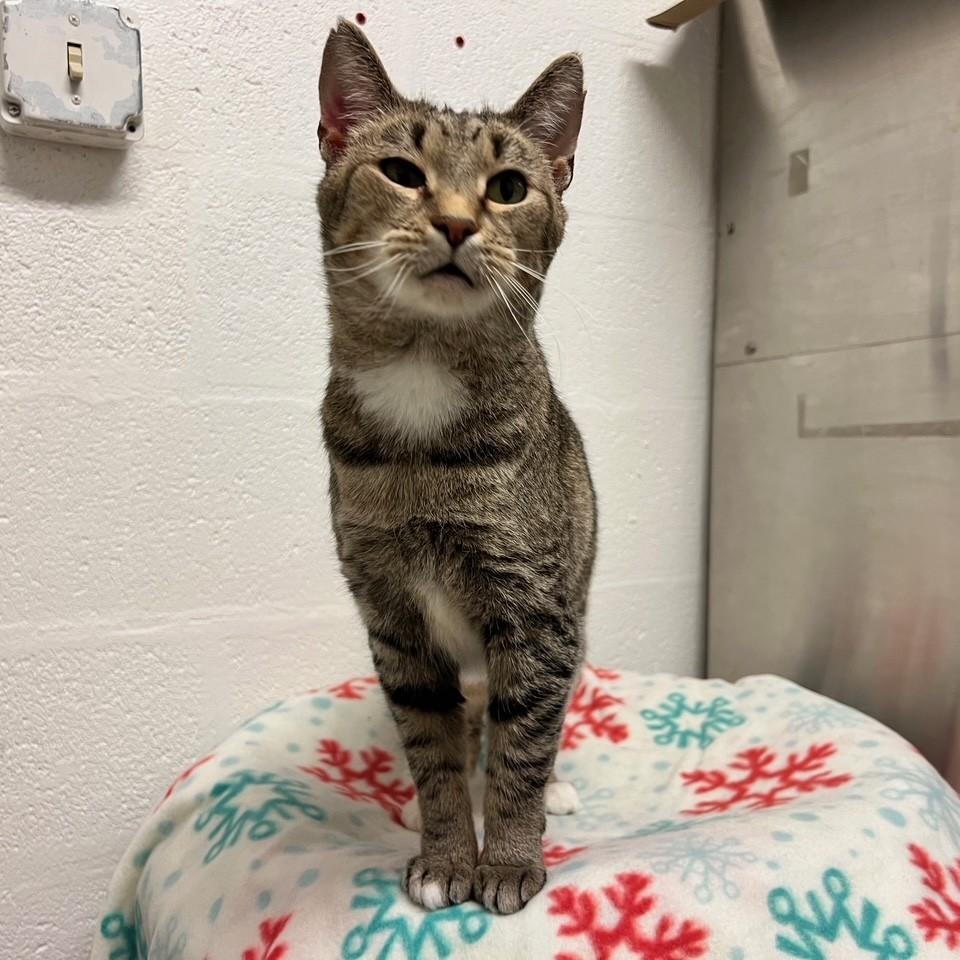 Enlarge Scarlet, a ADOPTABLE Domestic Short Hair in Stanley, VA image 5/5