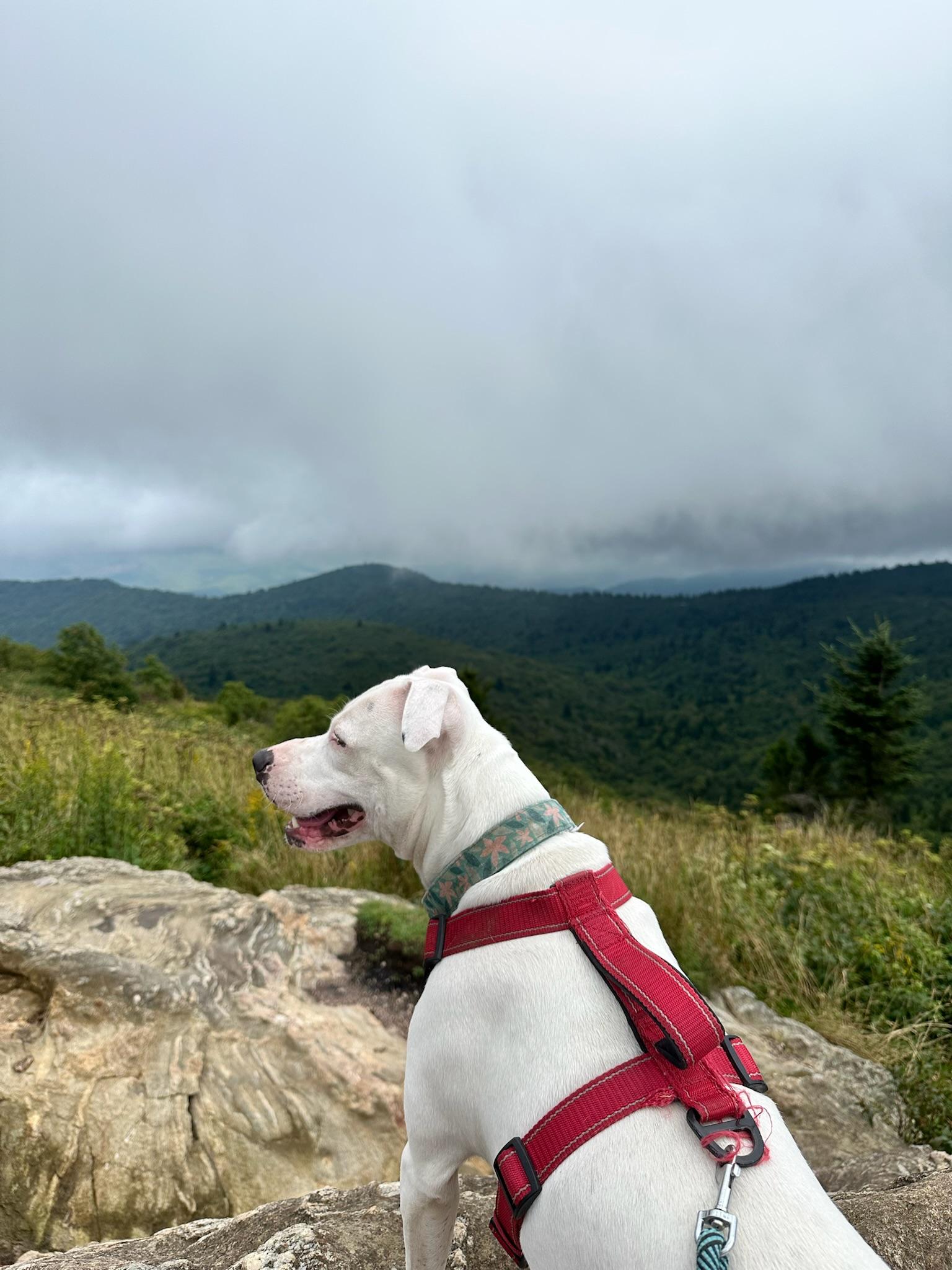 Orla, a Adoptable Mixed Breed in Clyde, NC image 4/5