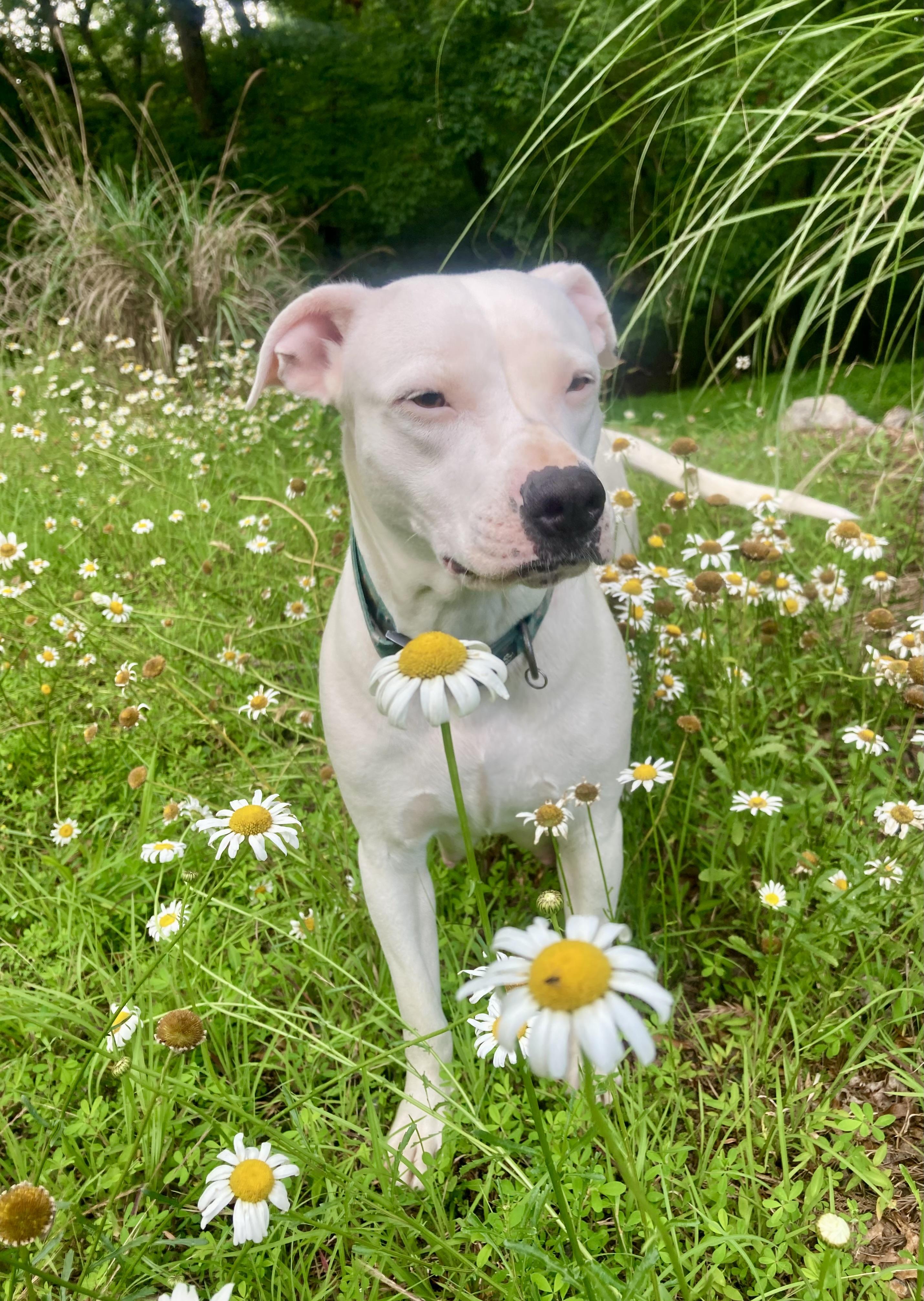 Orla, a Adoptable Mixed Breed in Clyde, NC image 5/5
