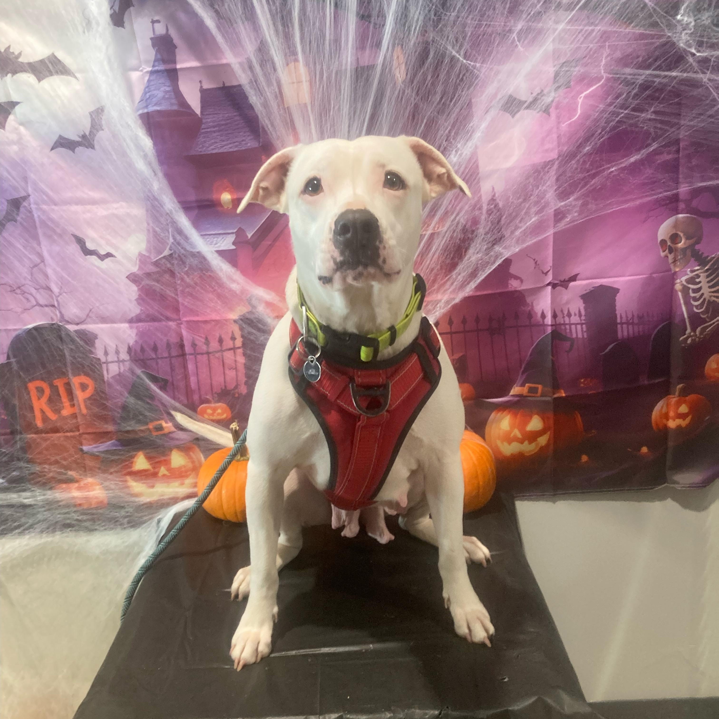 Orla, a Adoptable Mixed Breed in Clyde, NC image 1/5