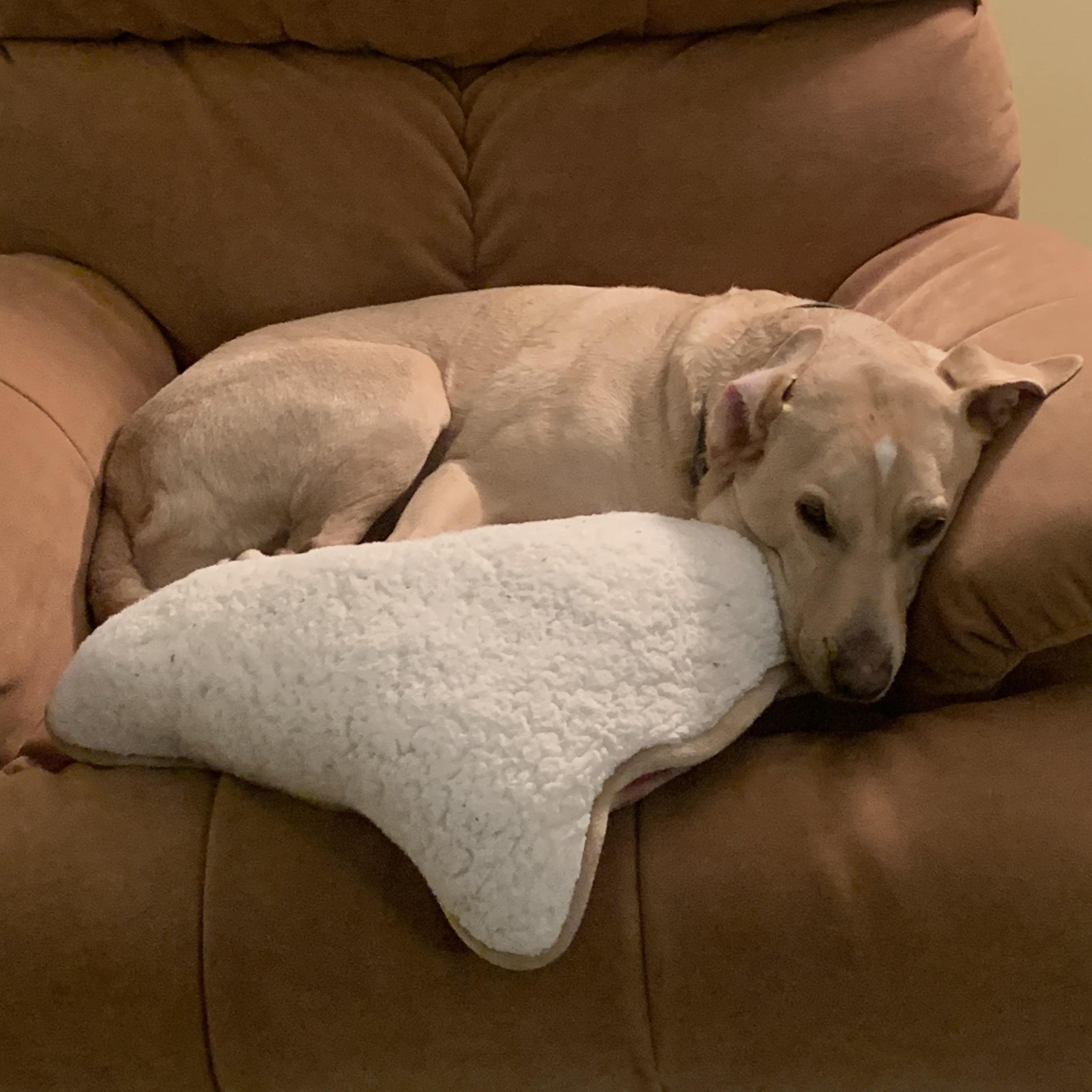 Enlarge Tigger, a Adoptable mixed breed in Indianapolis, IN image 2/6