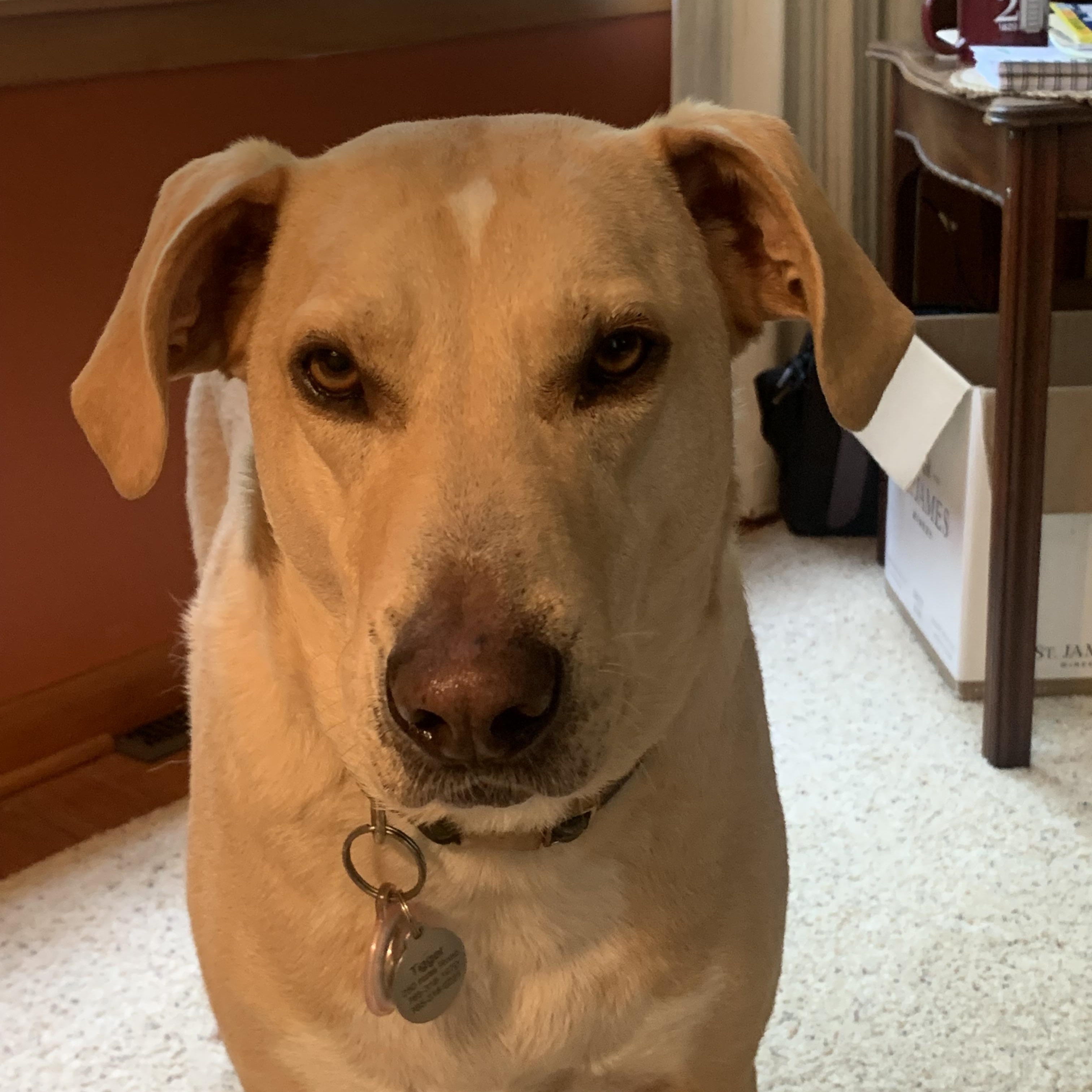 Enlarge Tigger, a Adoptable mixed breed in Indianapolis, IN image 3/6