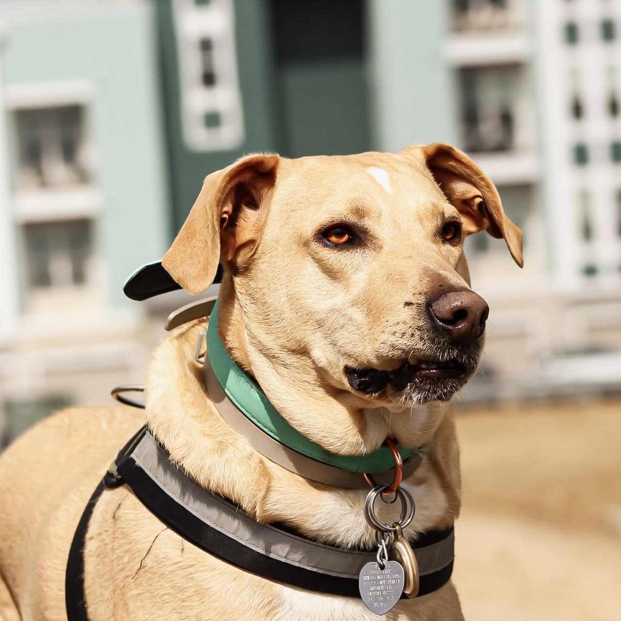 Enlarge Tigger, a Adoptable mixed breed in Indianapolis, IN image 5/6