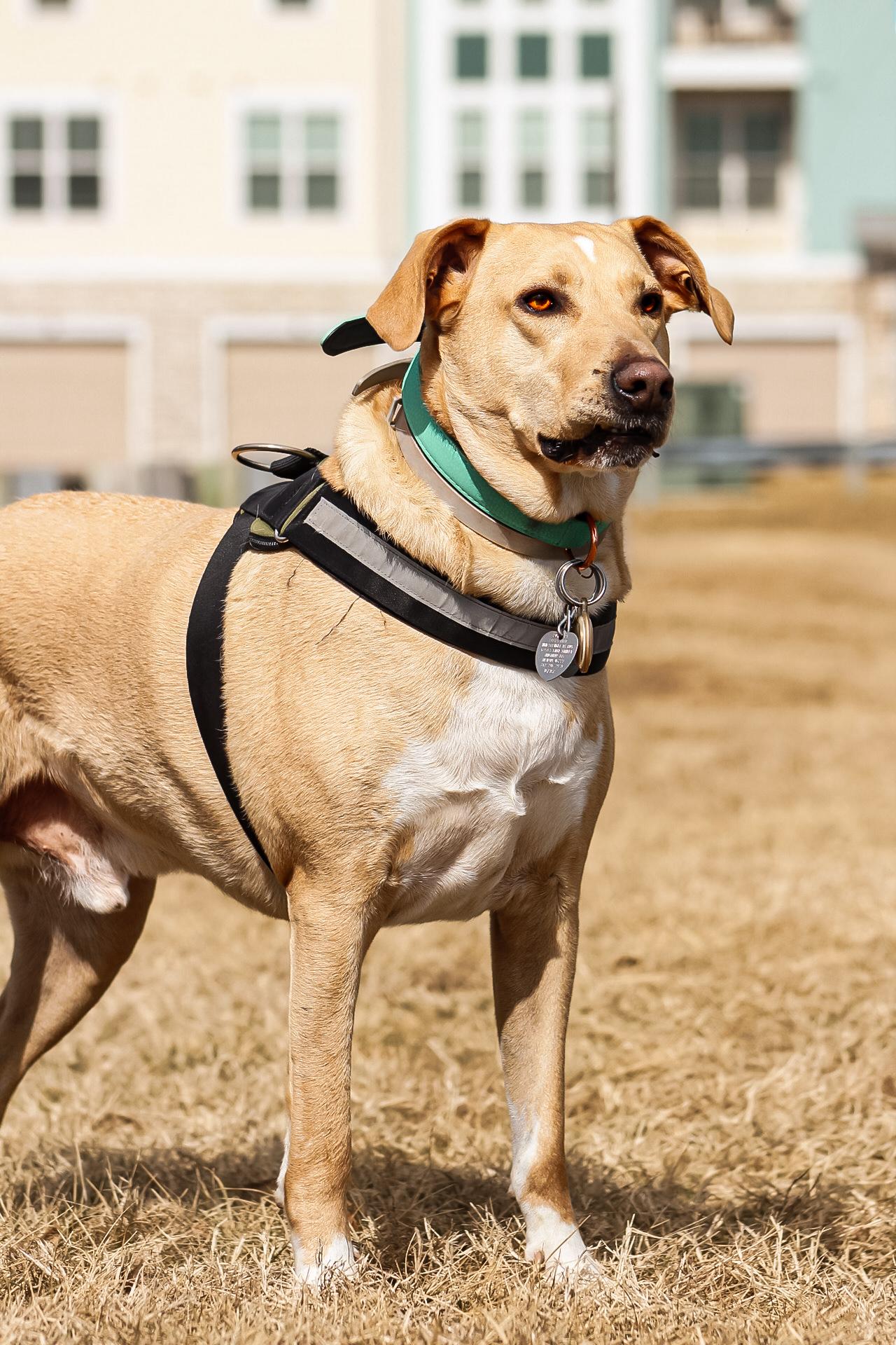 Enlarge Tigger, a Adoptable mixed breed in Indianapolis, IN image 6/6