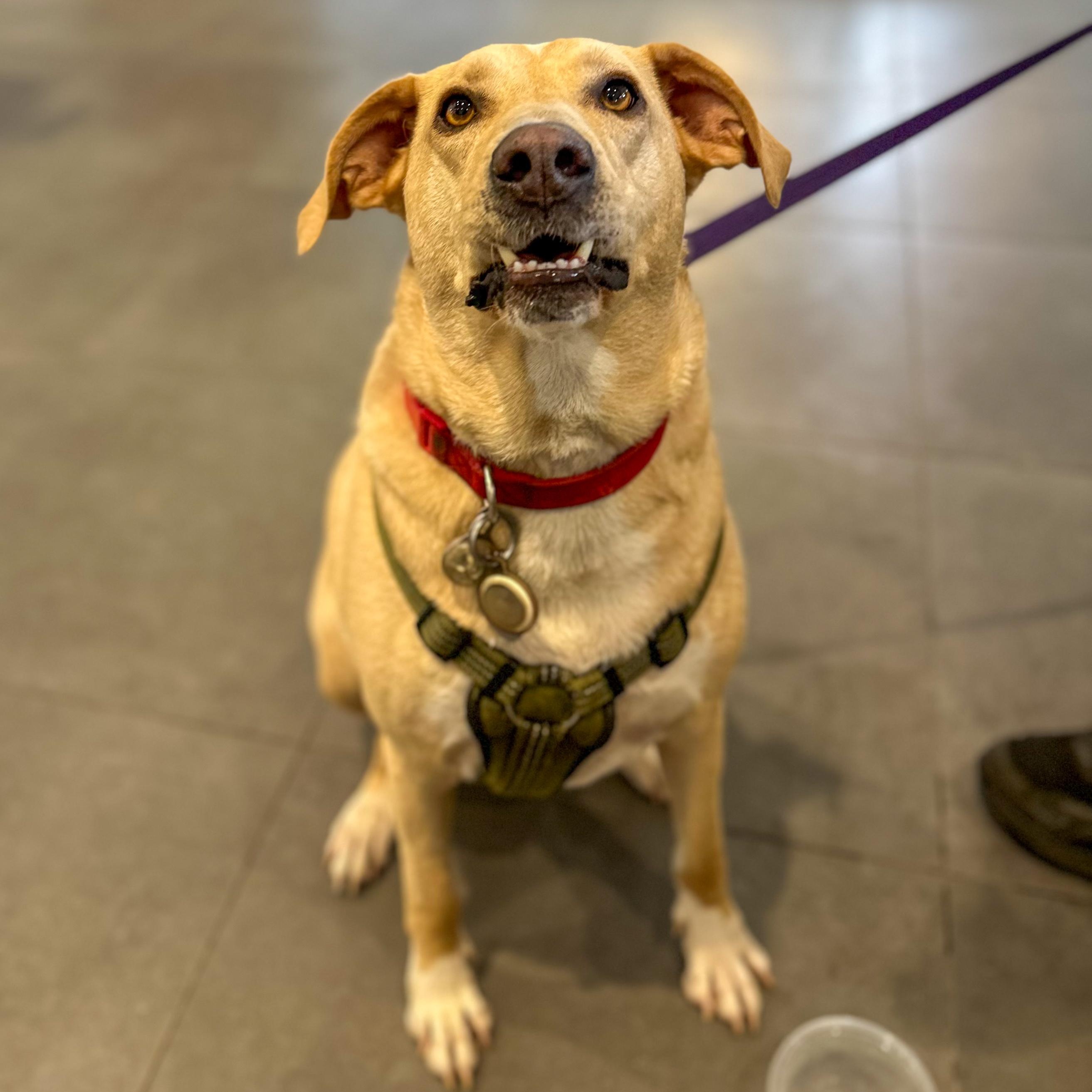 Tigger, Adoptable, Adult Male Labrador Retriever & Hound.