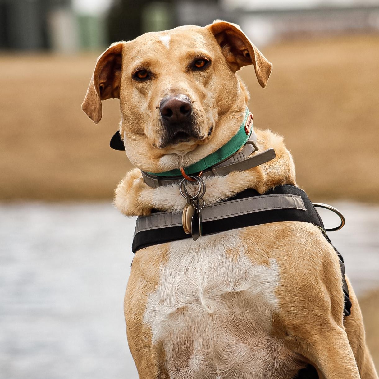 Enlarge Tigger, a Adoptable mixed breed in Indianapolis, IN image 4/6