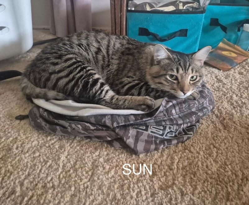 Sun and Moon - Bonded Pair, a Adoptable mixed breed in Anthem, AZ image 2/3