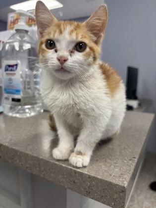 Snowy, Adoptable, Kitten Female Domestic Short Hair & Domestic Short Hair.