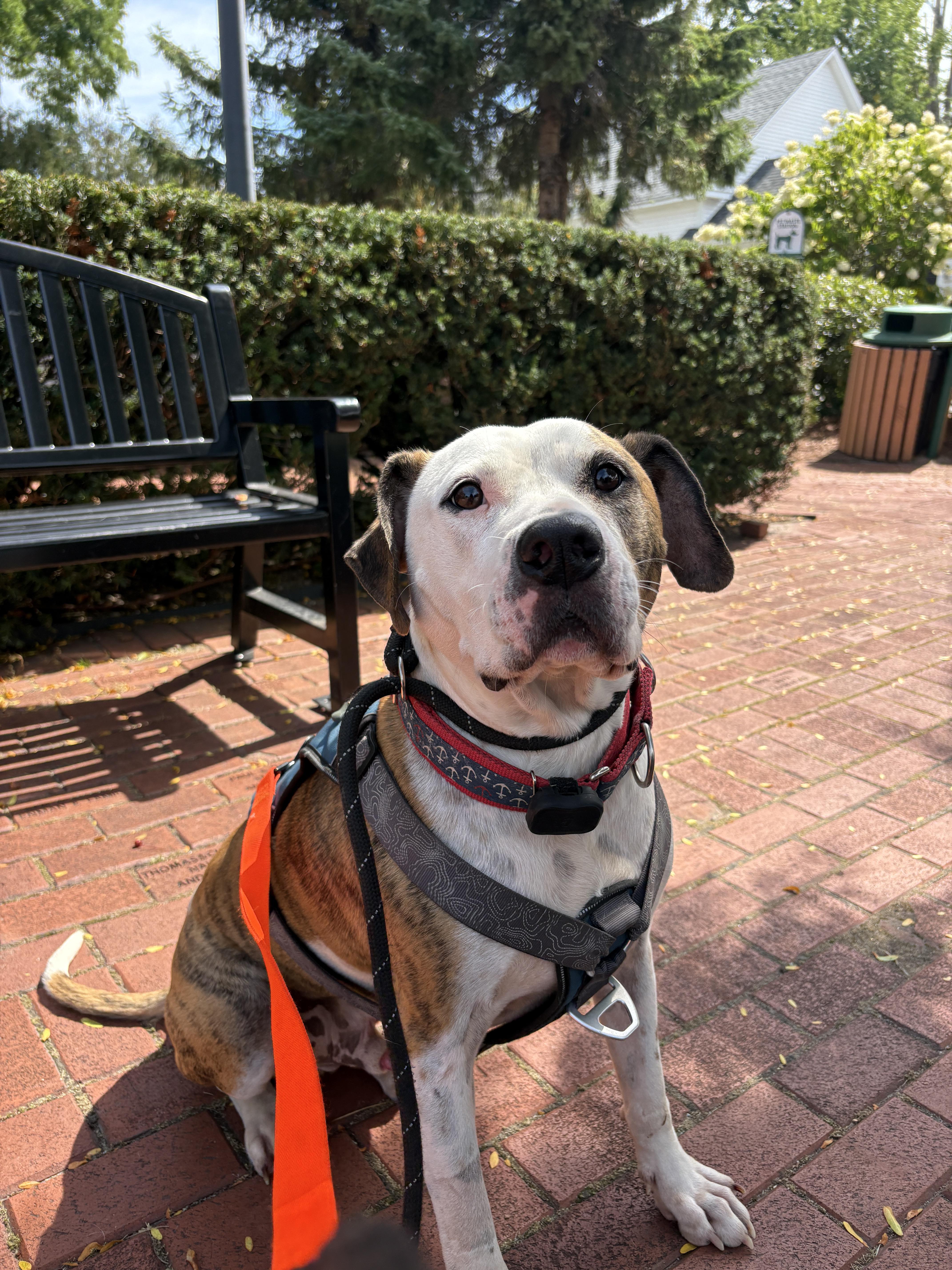 Enlarge Boston, a Adoptable mixed breed in New Boston, NH image 5/5