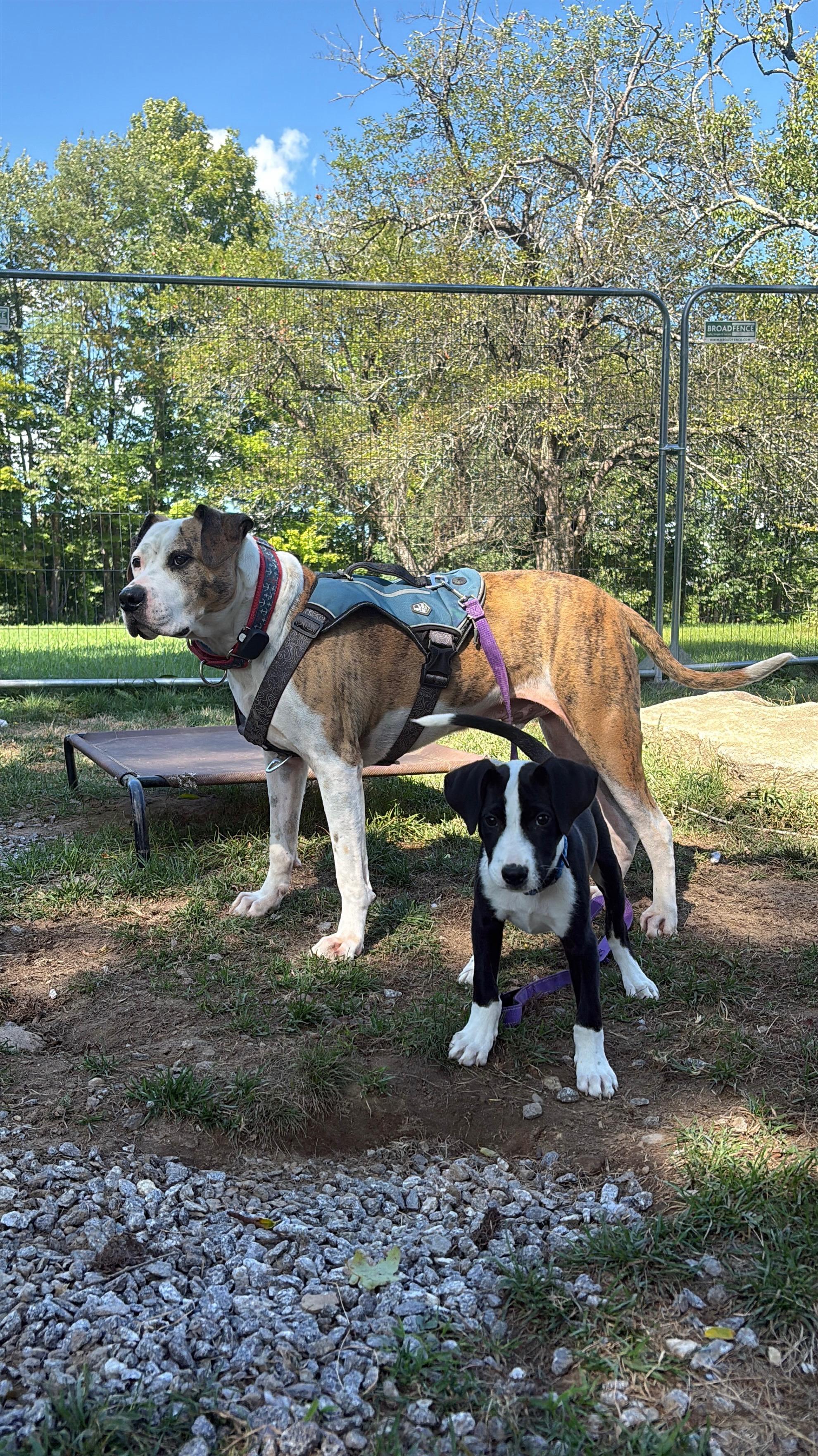 Enlarge Boston, a Adoptable mixed breed in New Boston, NH image 2/5