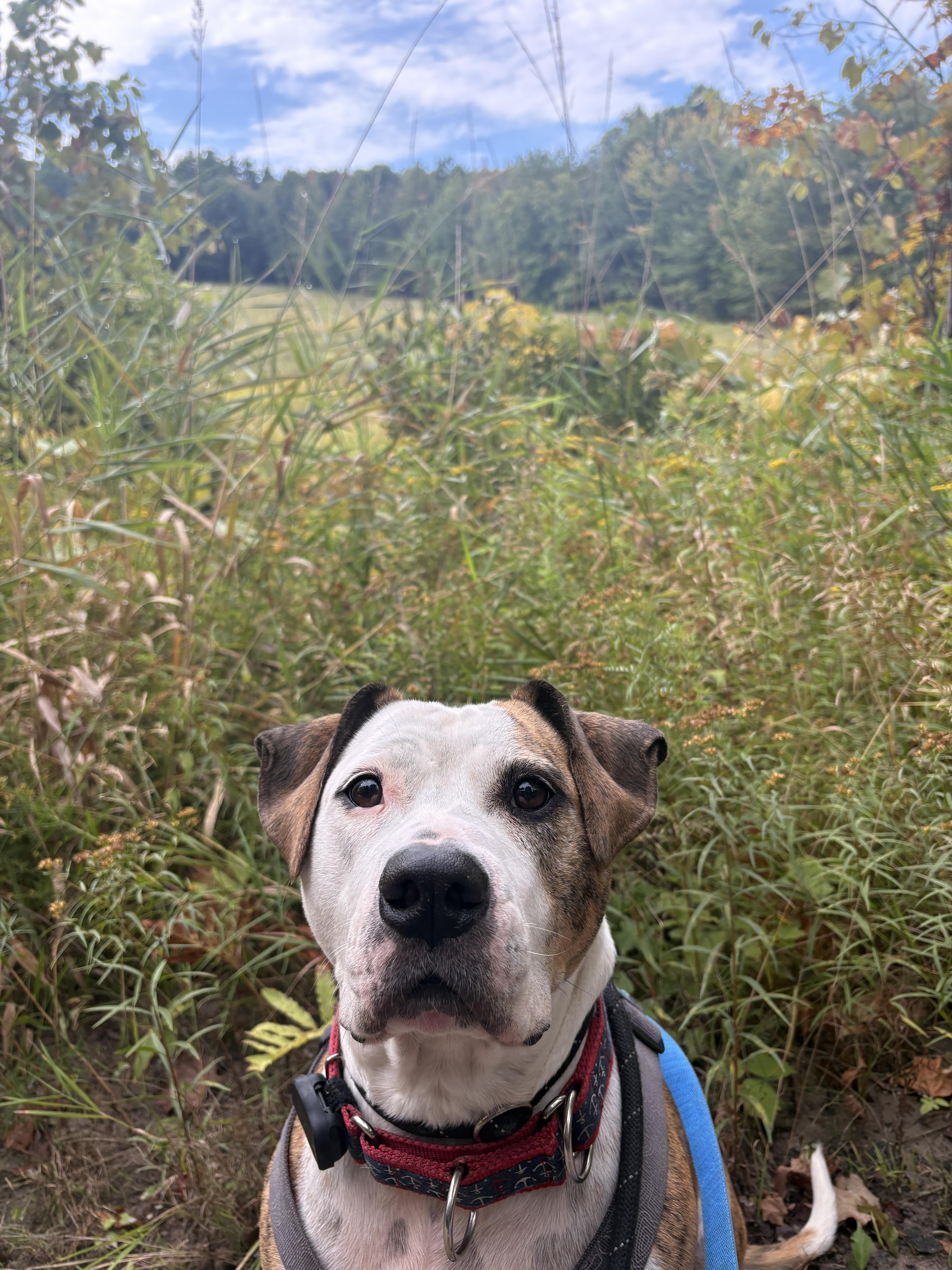Enlarge Boston, a Adoptable mixed breed in New Boston, NH image 3/5
