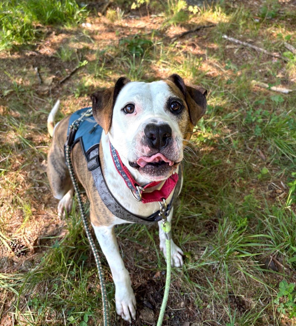 Enlarge Boston, a Adoptable mixed breed in New Boston, NH image 1/5