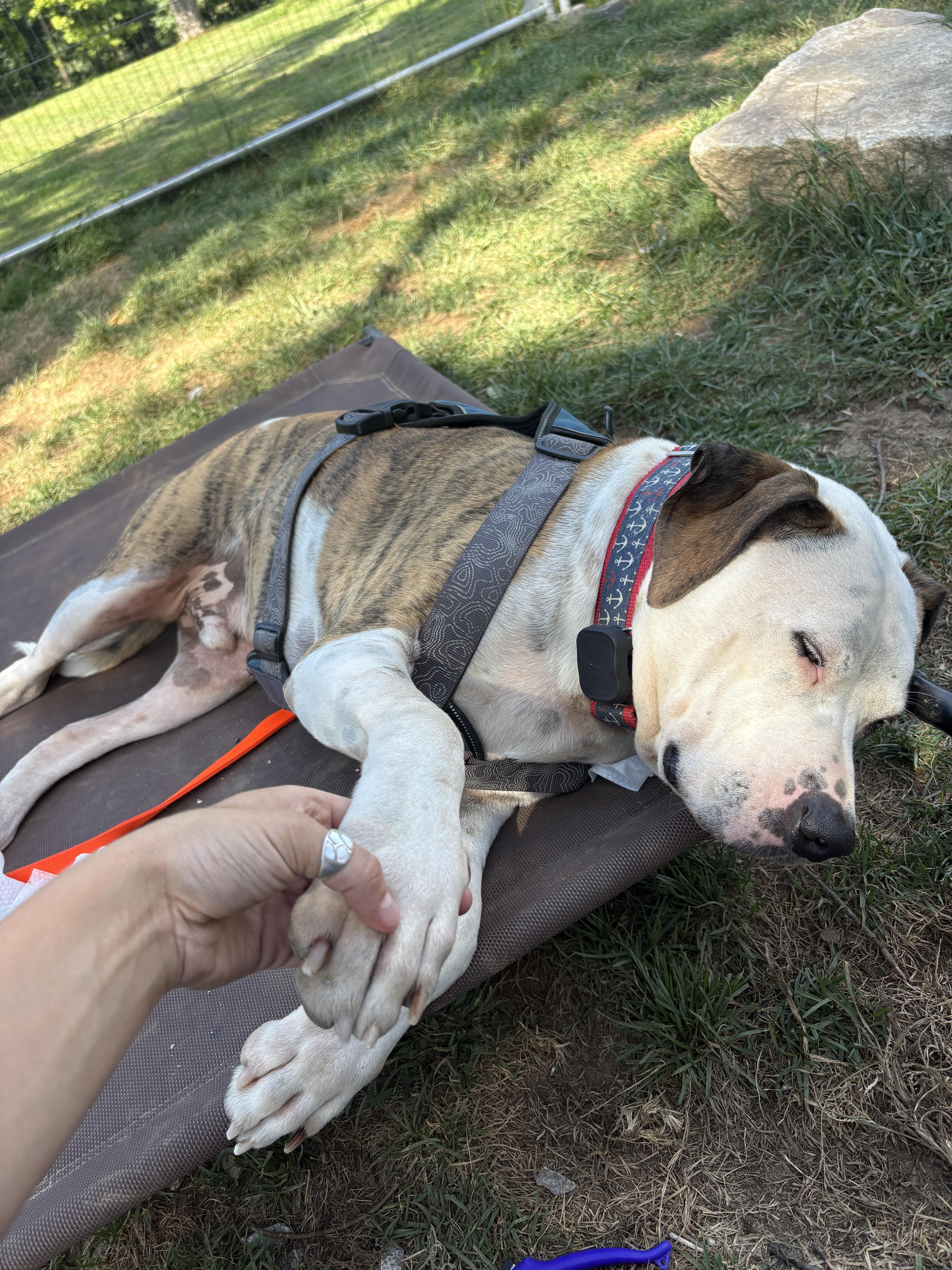 Enlarge Boston, a Adoptable mixed breed in New Boston, NH image 4/5