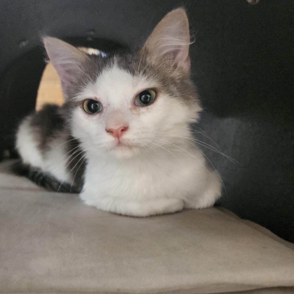 Pete, a Adoptable Domestic Medium Hair in Evensville, TN image 1/3