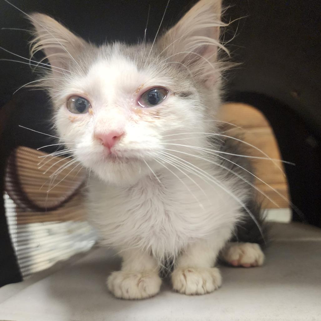 Pete, Adoptable, Young Male Domestic Medium Hair.