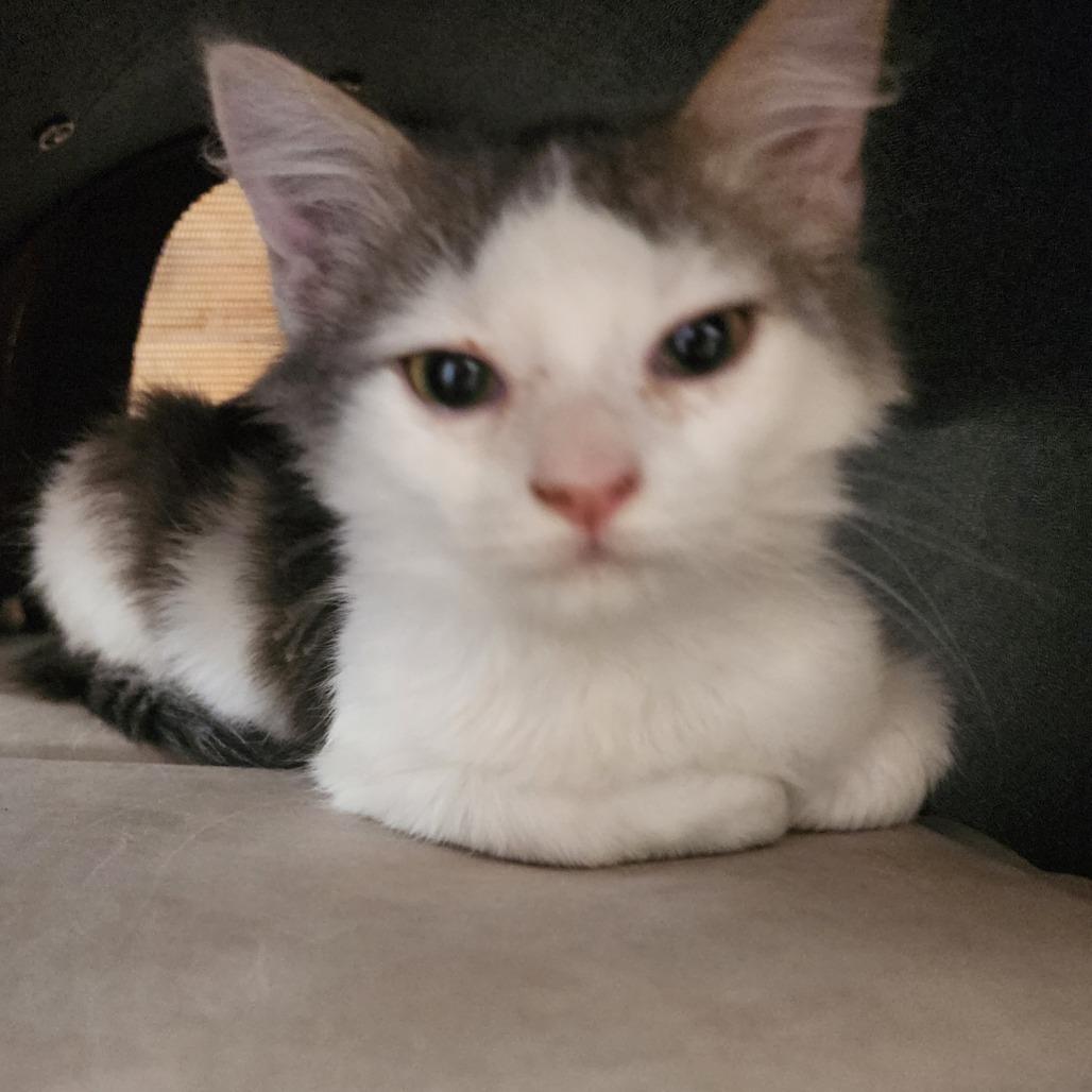 Enlarge Pete, a Adoptable Domestic Medium Hair in Evensville, TN image 2/4