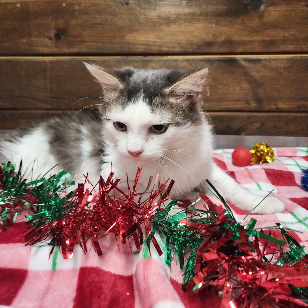 Enlarge Pete, a Adoptable Domestic Medium Hair in Evensville, TN image 4/4