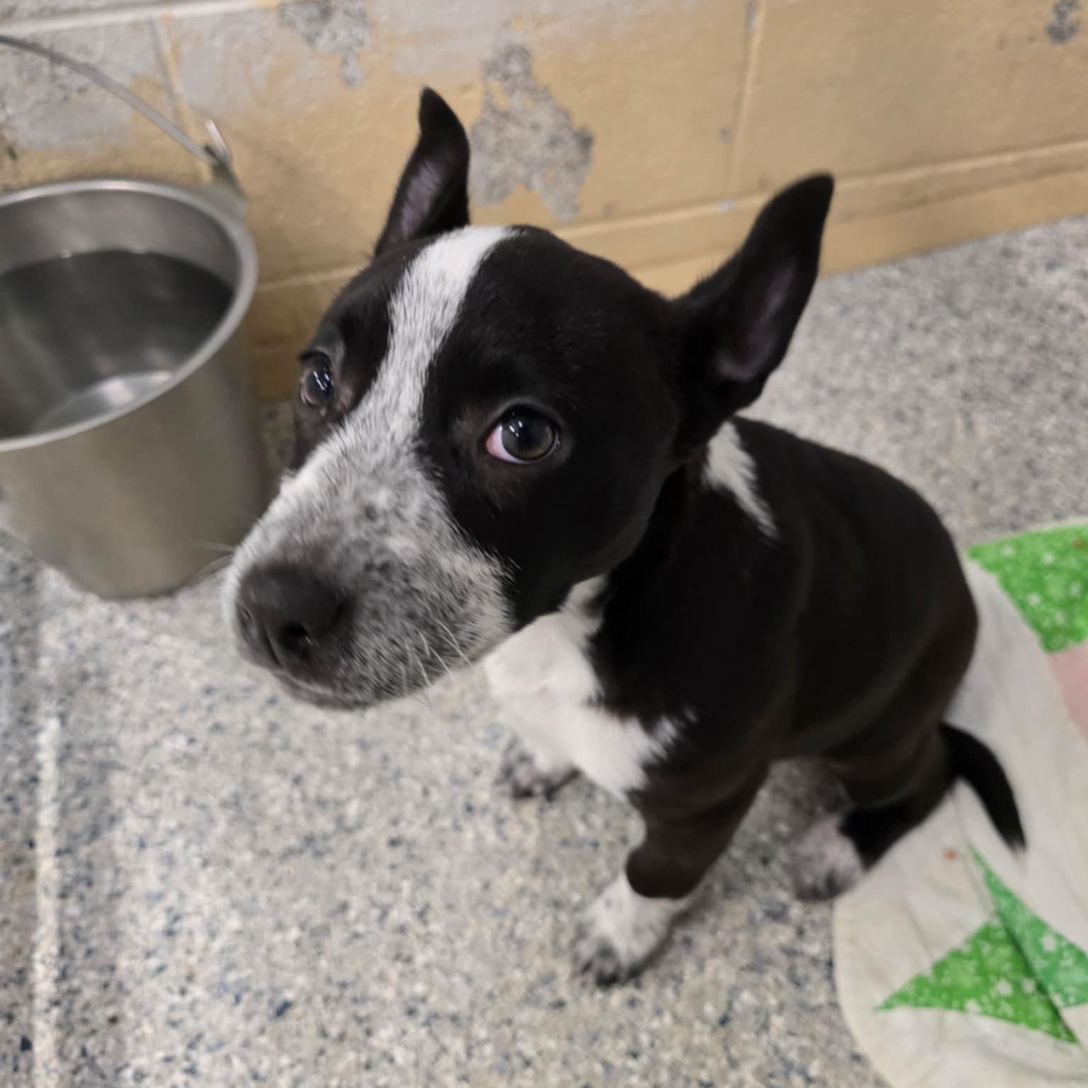 Penny, adopted, Puppy Female Australian Cattle Dog / Blue Heeler.