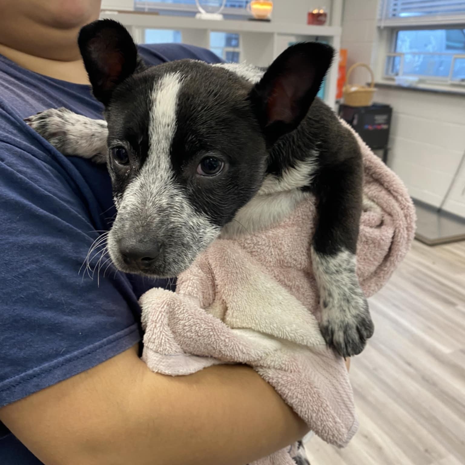 Enlarge Penny, an adopted Australian Cattle Dog / Blue Heeler in Orange, VA image 3/3