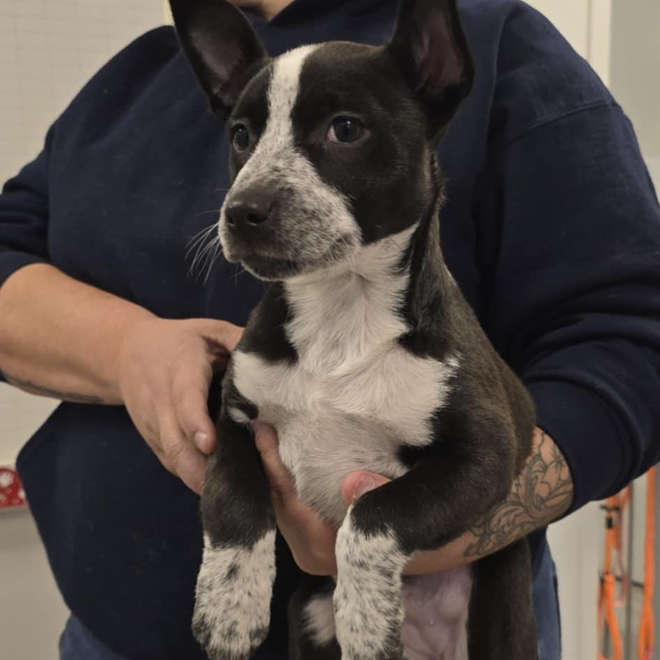 Enlarge Penny, an adopted Australian Cattle Dog / Blue Heeler in Orange, VA image 2/3