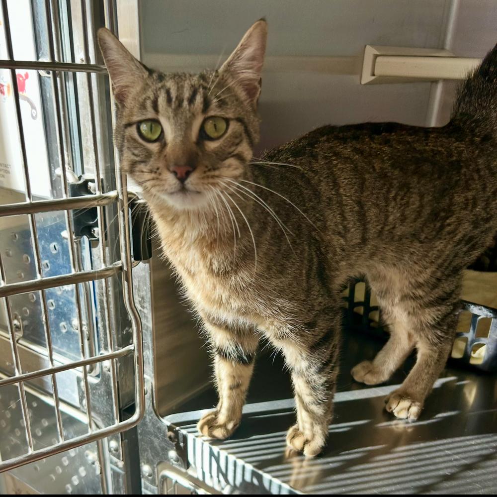 Alfred, Adoptable, Young Male Tabby.