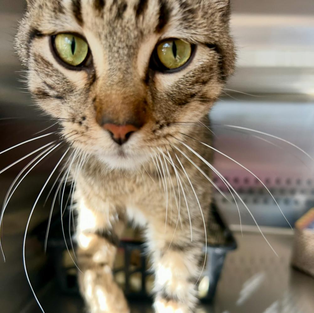 Alfred, a Adoptable Tabby in Clovis, NM image 2/6