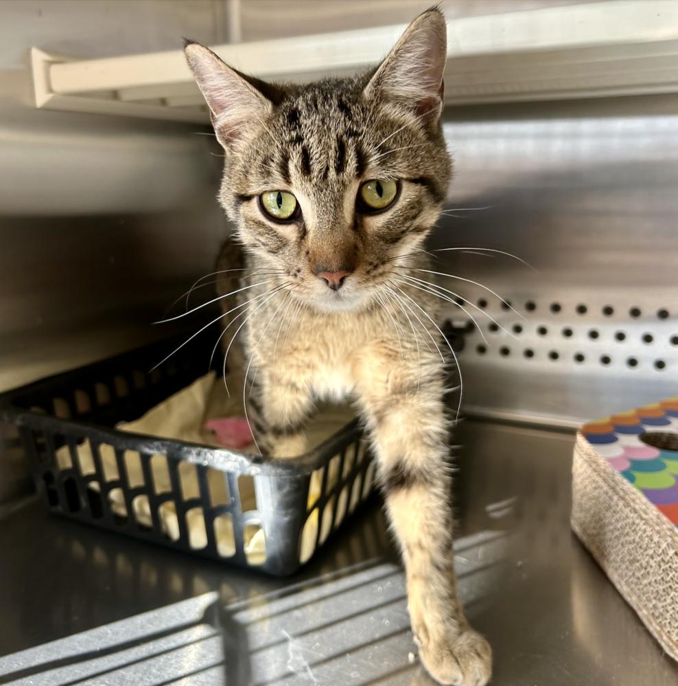 Alfred, a Adoptable Tabby in Clovis, NM image 4/6