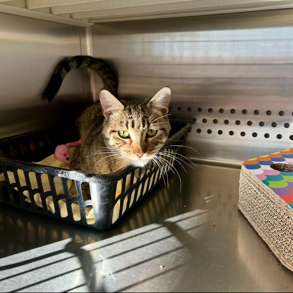 Alfred, a Adoptable Tabby in Clovis, NM image 5/6