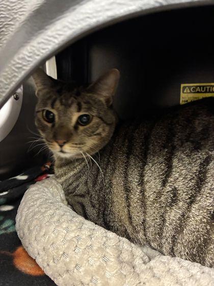 Paulina, Adoptable, Adult Female Domestic Short Hair & Domestic Short Hair.