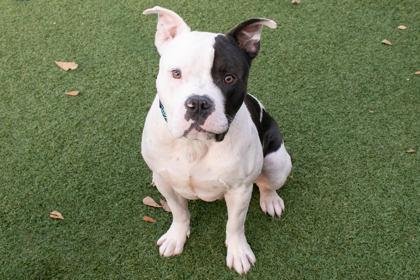 Enlarge Moo Moo, a Adoptable mixed breed in Greenville, SC image 1/1