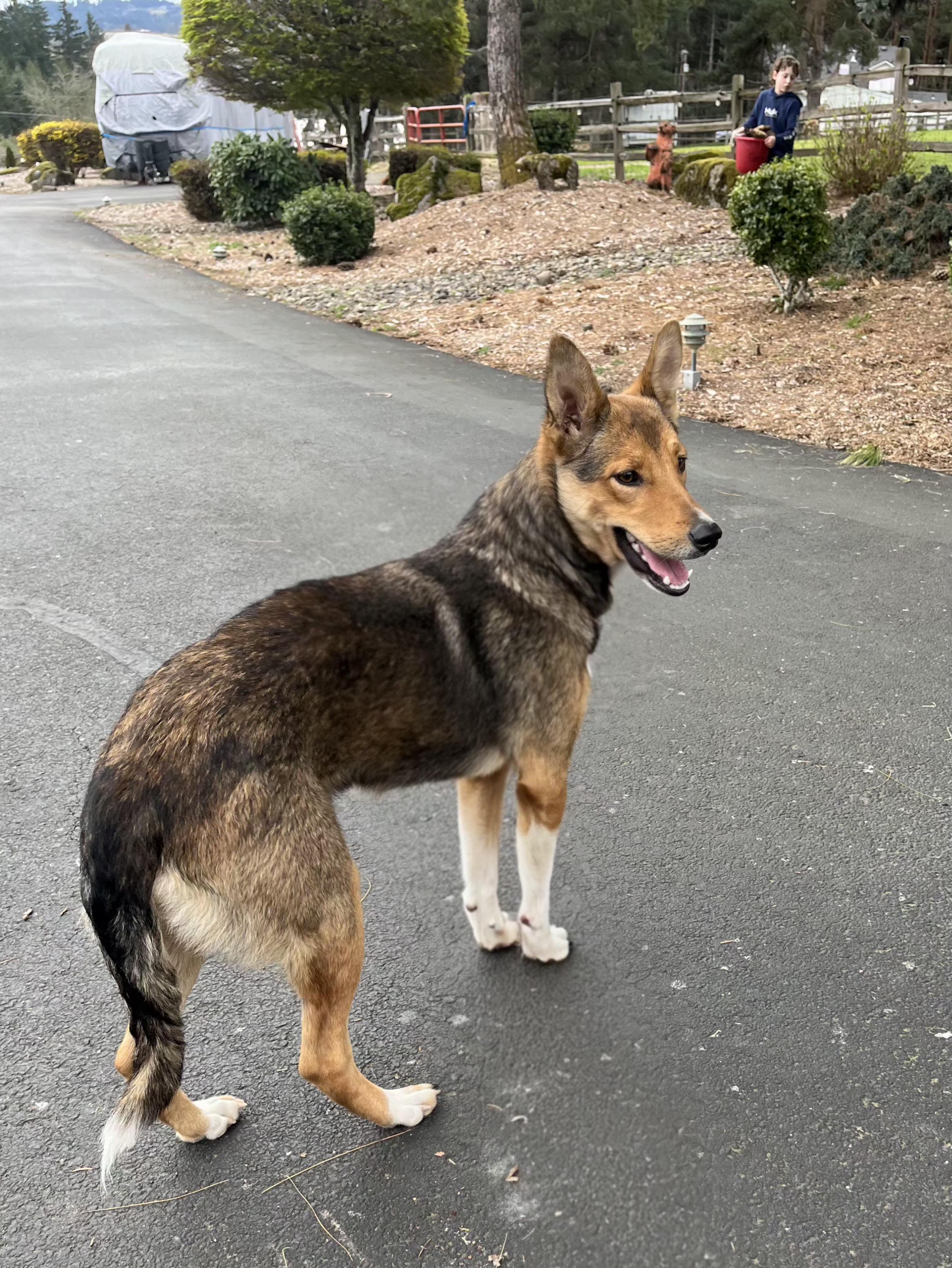 JELLY BEAN, an adopted mixed breed in Portland , OR image 4/5