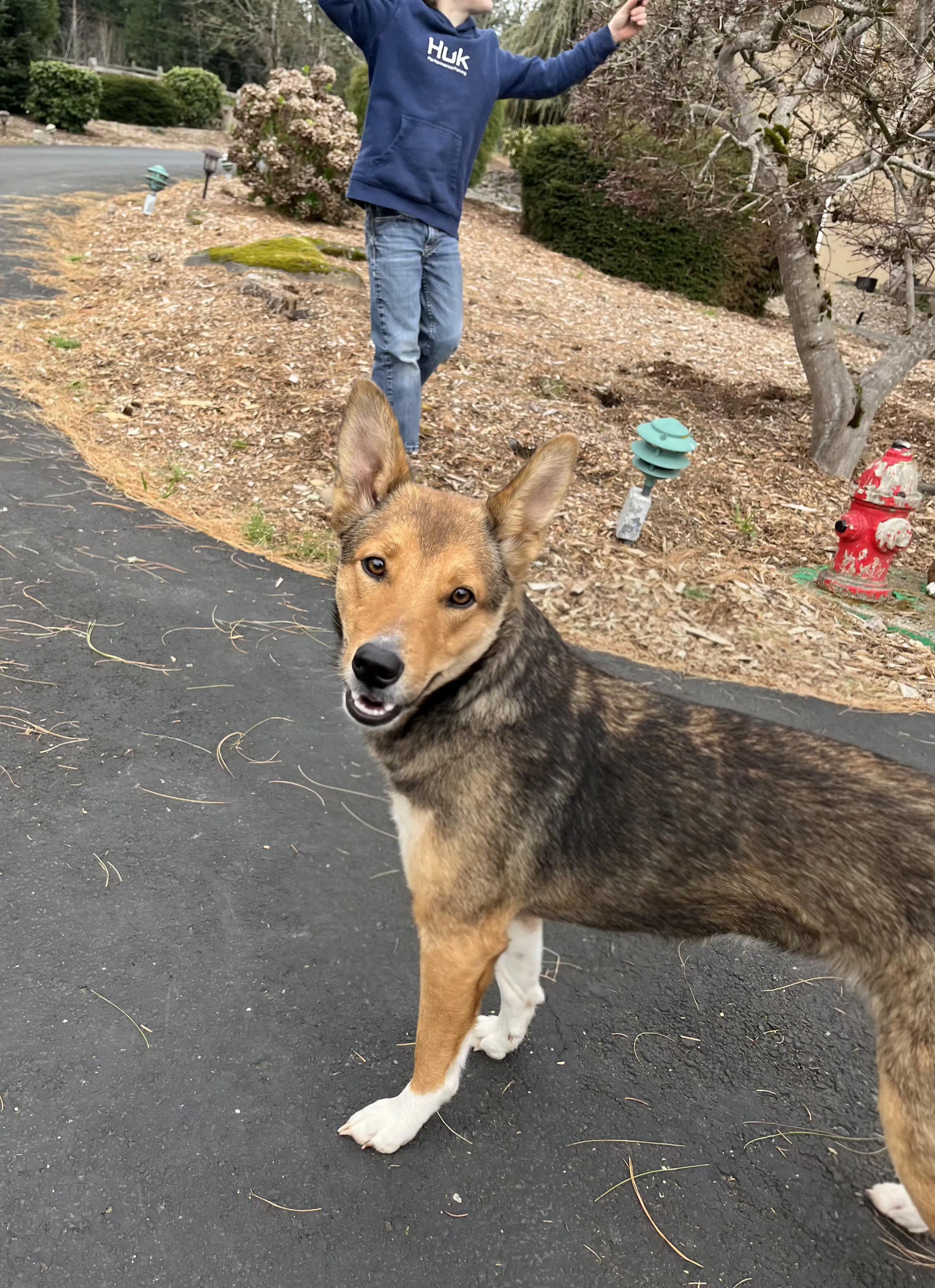 JELLY BEAN, an adopted mixed breed in Portland , OR image 5/5