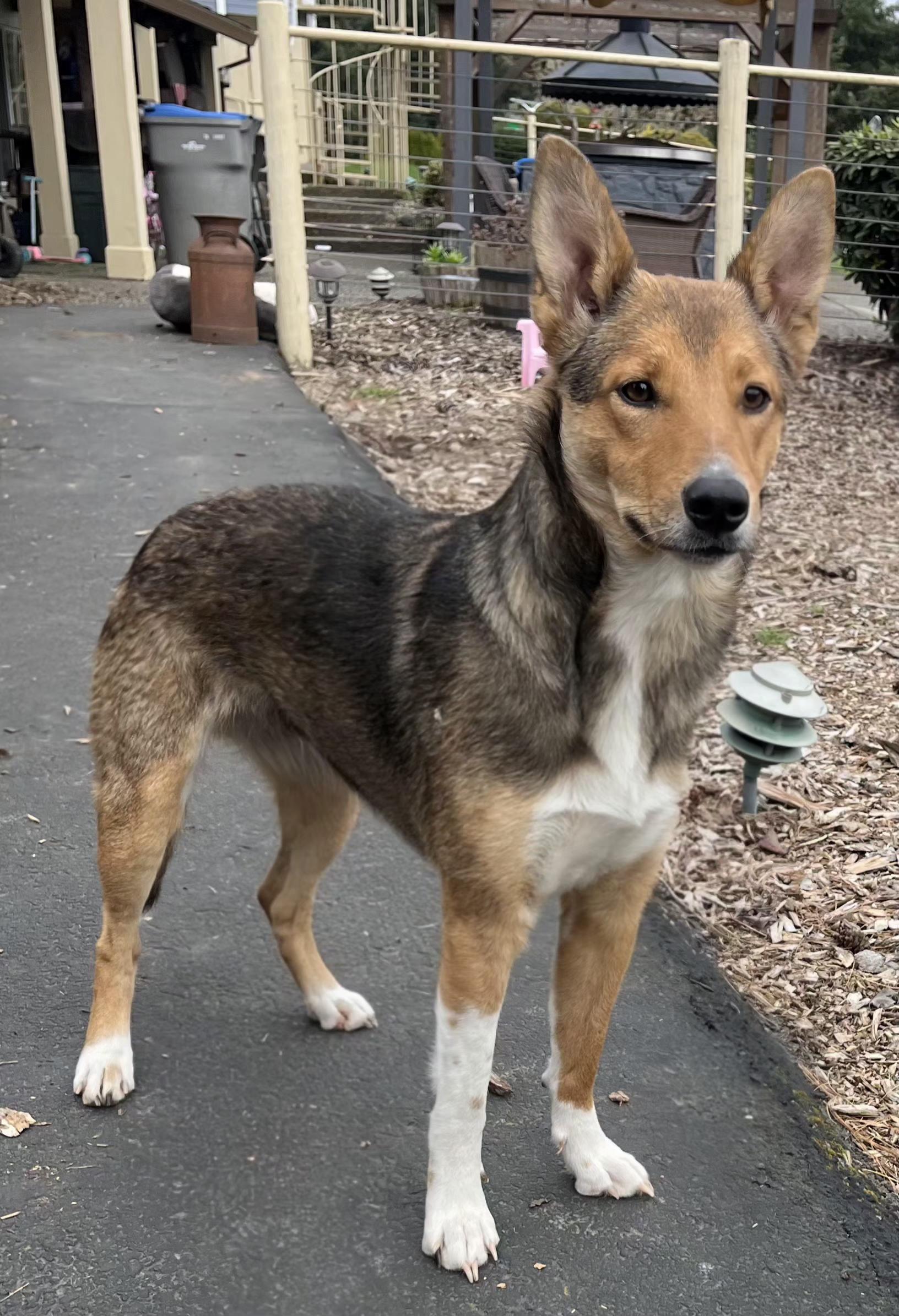 JELLY BEAN, an adopted mixed breed in Portland , OR image 3/5