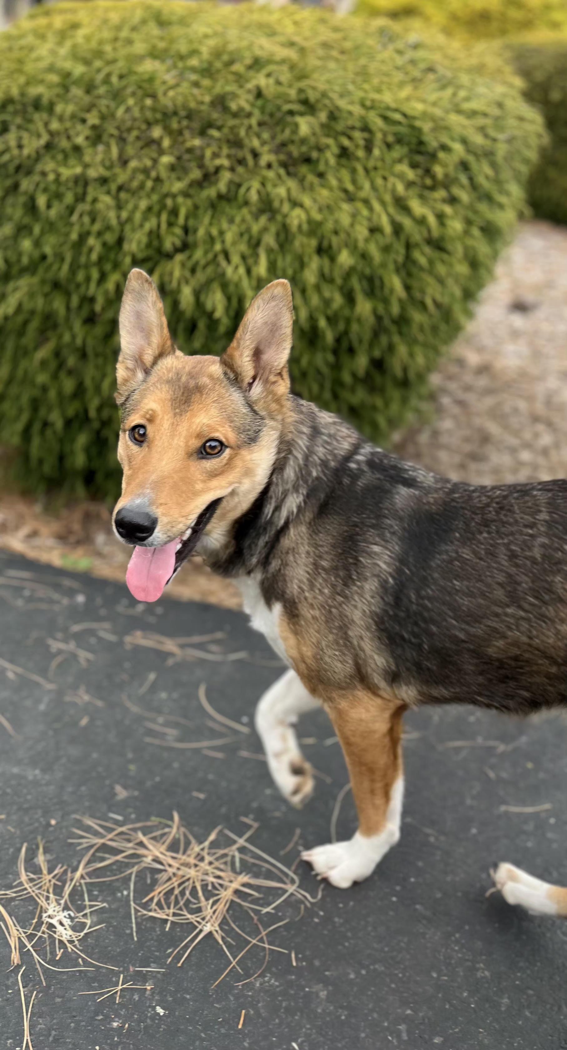 JELLY BEAN, an adopted mixed breed in Portland , OR image 2/5