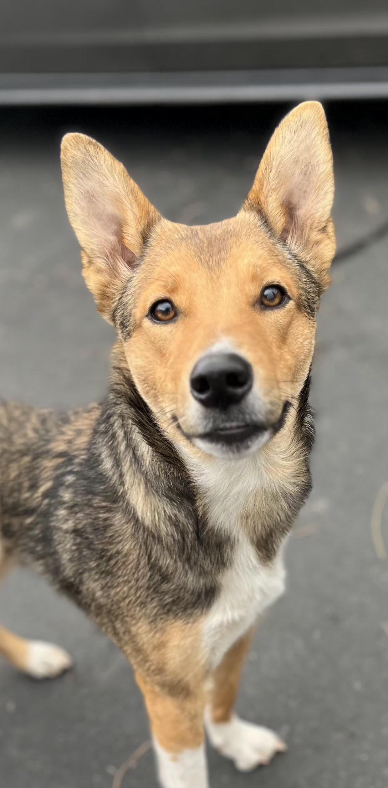 JELLY BEAN, an adopted mixed breed in Portland , OR image 1/5