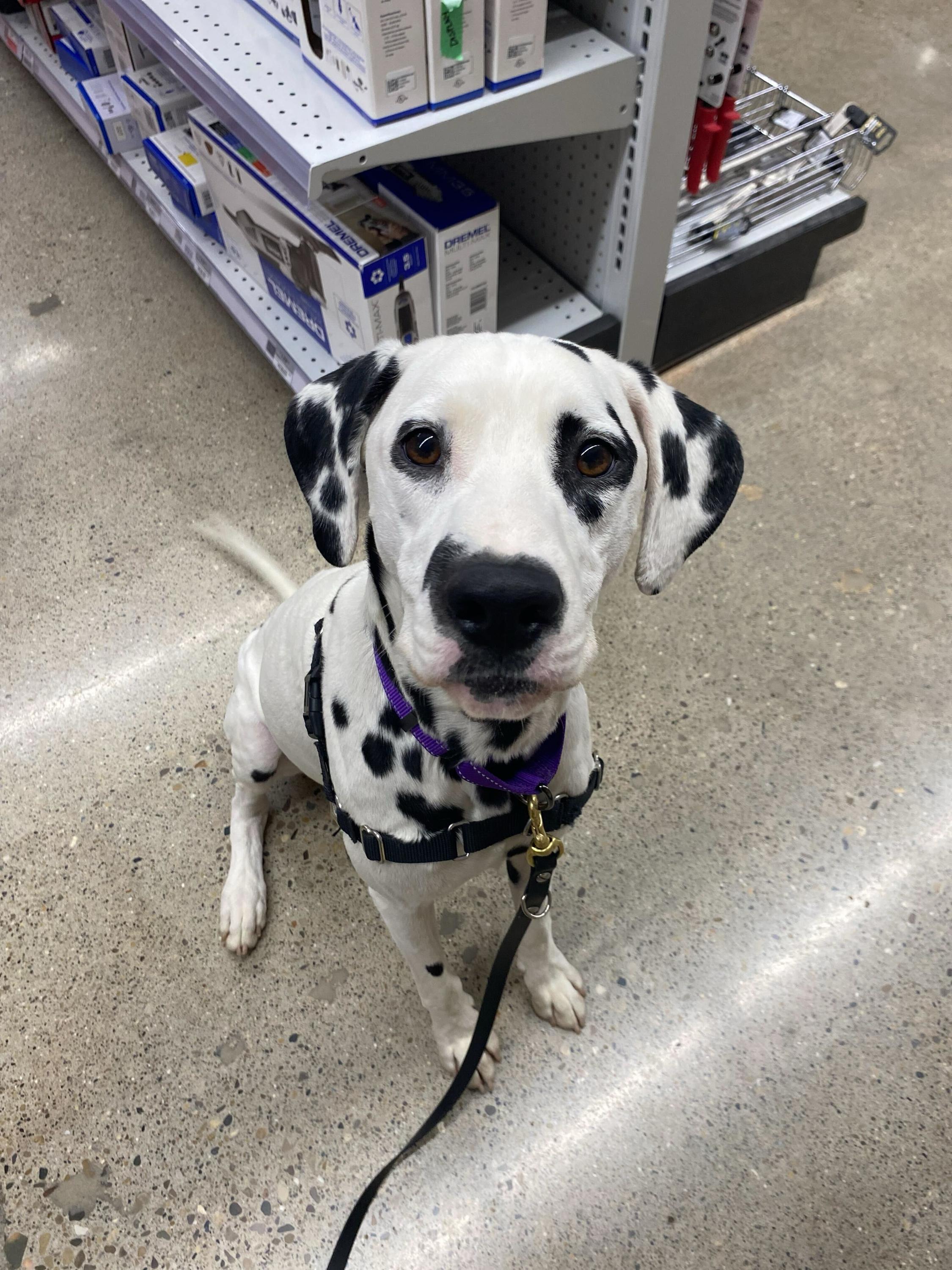 Pongo